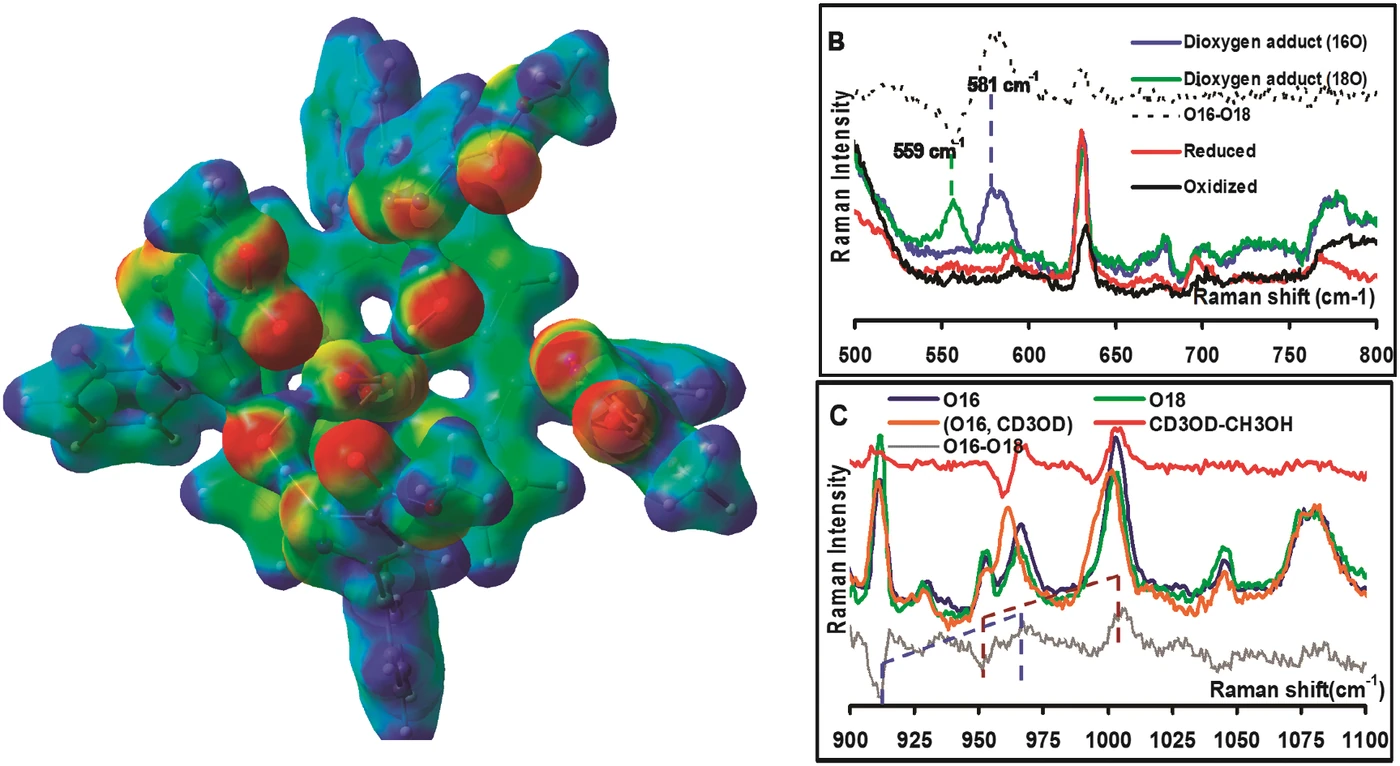 Graphical abstract: A Hydrogen Bond Scaffold Supported Synthetic Heme Fe(III)–O2− Adduct