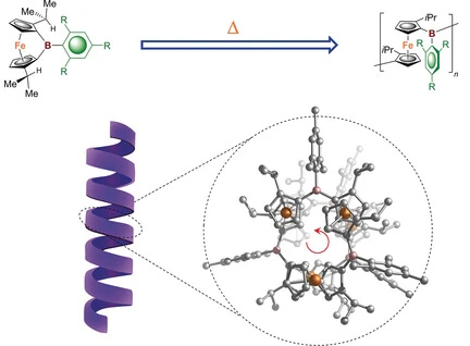Graphical abstract: Unique Bora[1]ferrocenophanes with Sterically Protected Boron: A Potential Gateway to Helical Polyferrocenes