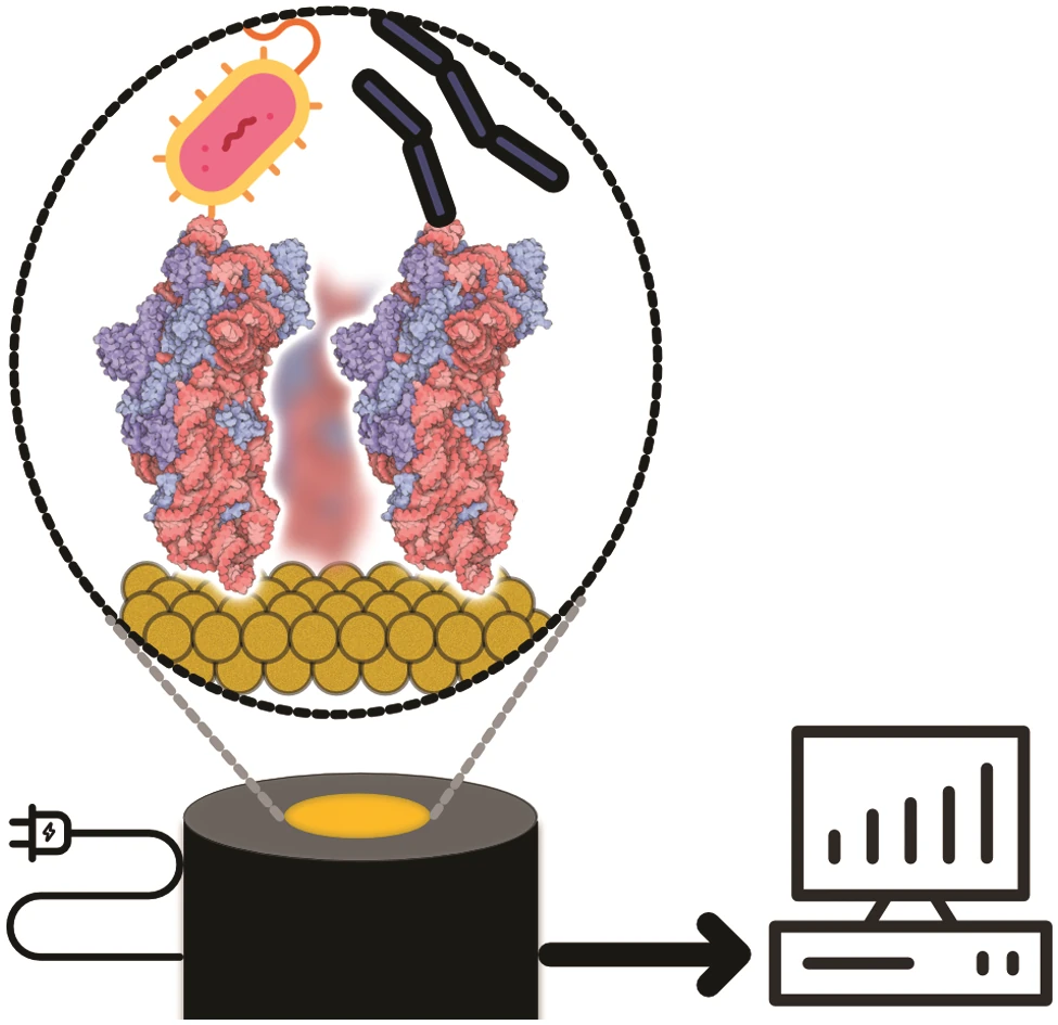 Graphical abstract: N-Heterocyclic Carbenes Meet Toll-Like Receptors