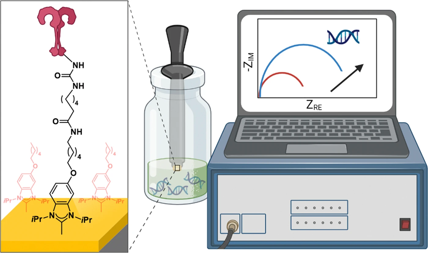 Graphical abstract: Toll-Like Receptor-Based Electrochemical Sensors via N-Heterocyclic Carbene-Modified Surfaces: Towards Improved Sensing of DNA Molecules