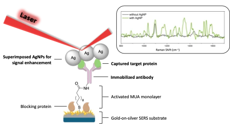 Graphical abstract: An Antibody-Functionalized SERS-Based Sensor for Specific Detection of Biological Analytes